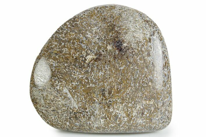 Polished Dinosaur Bone (Gembone) - Morocco #349608